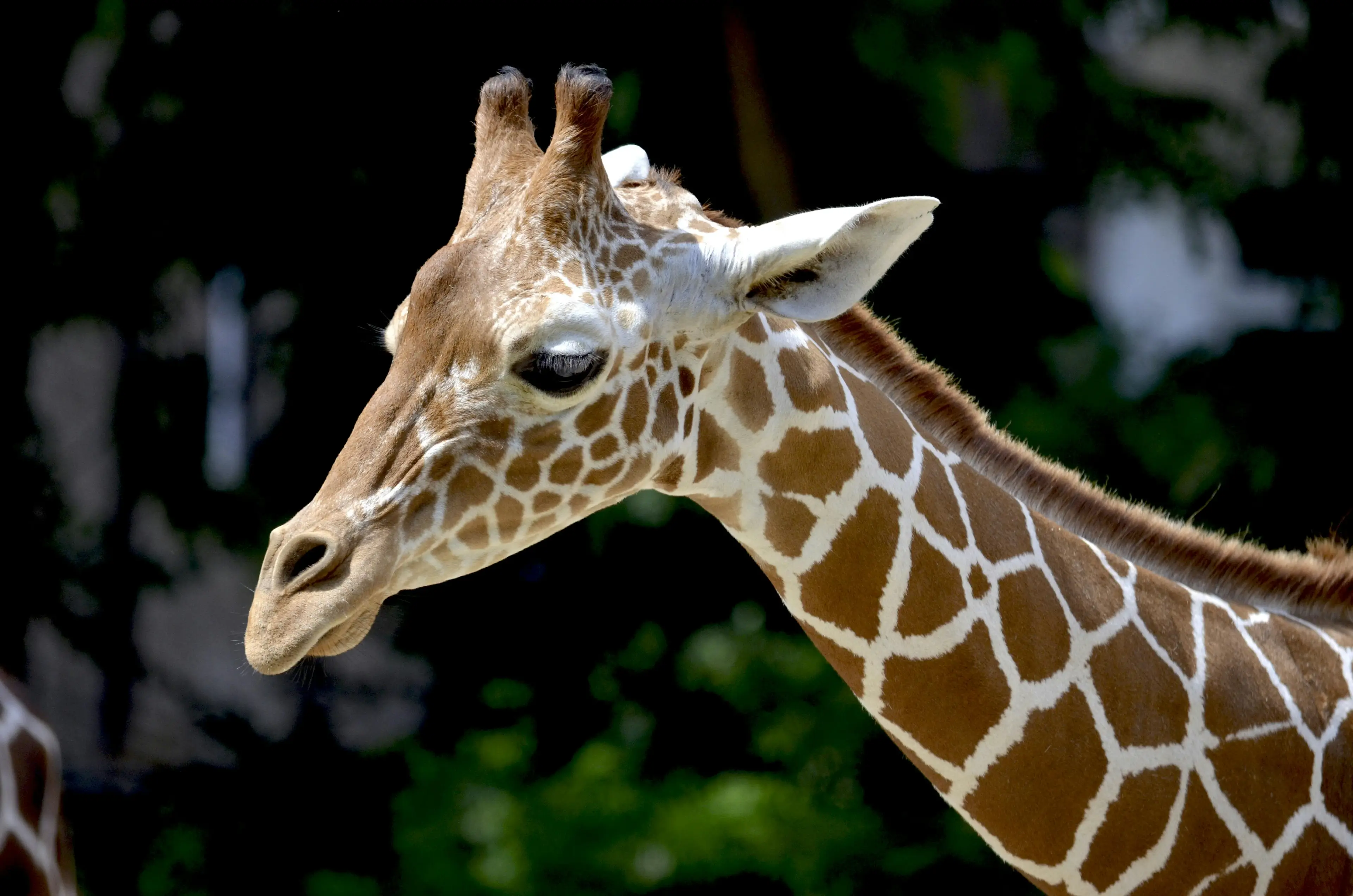 Luxury Safaris