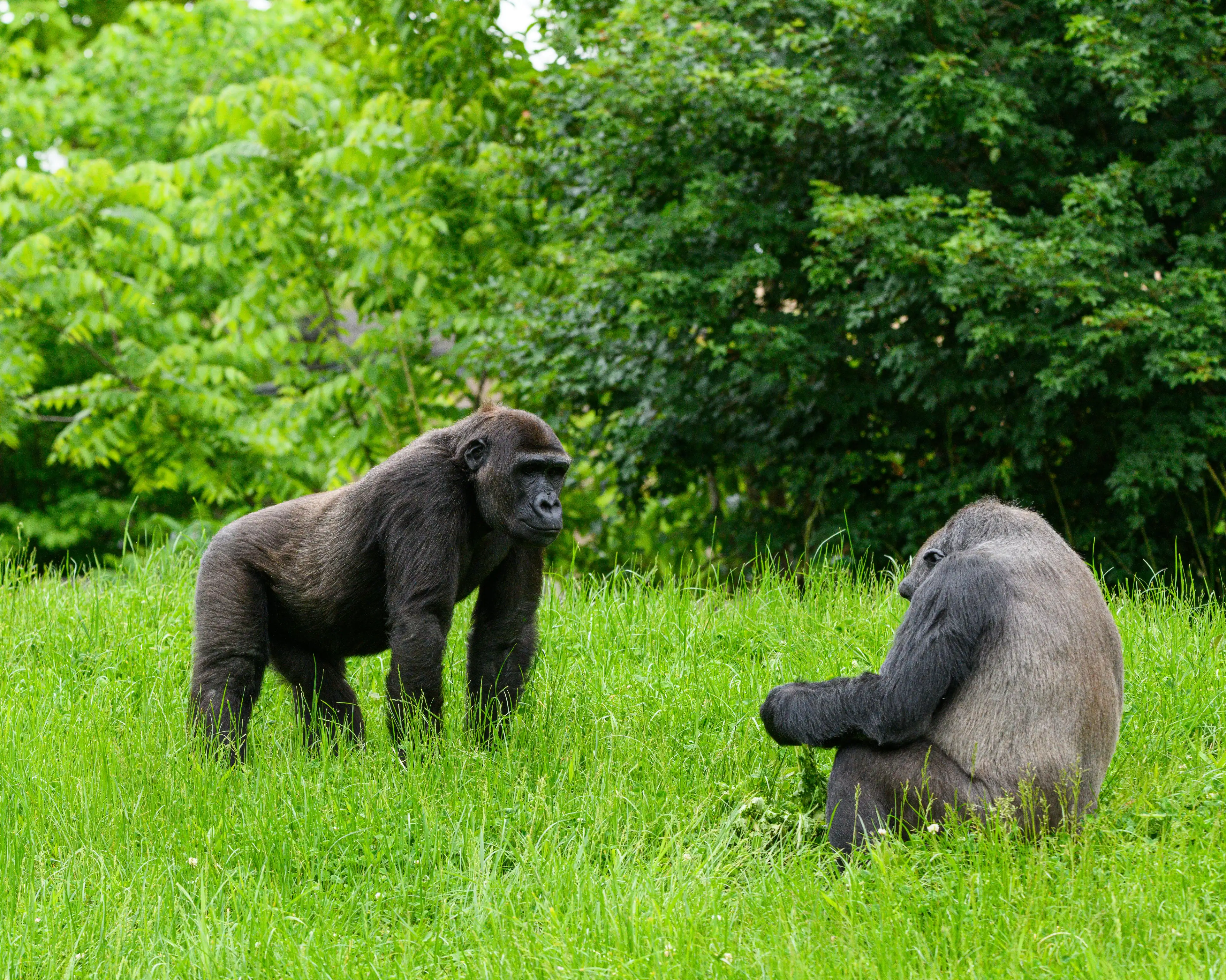 Bwindi Impenetrable Forest