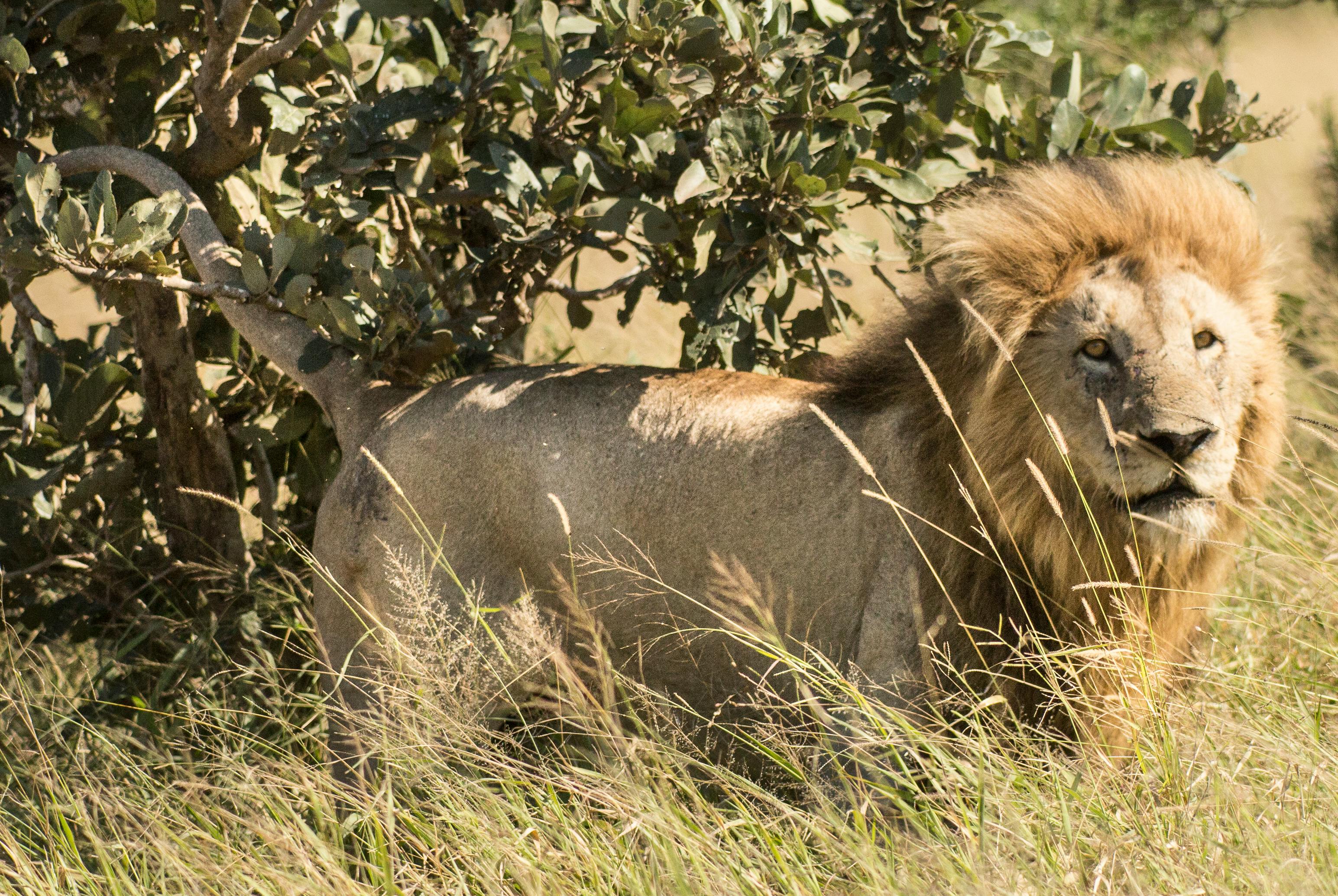 Kenya Summer Journey: 8 Days Coast, Safari & Culture Tour (17th Oct – 24th Oct)